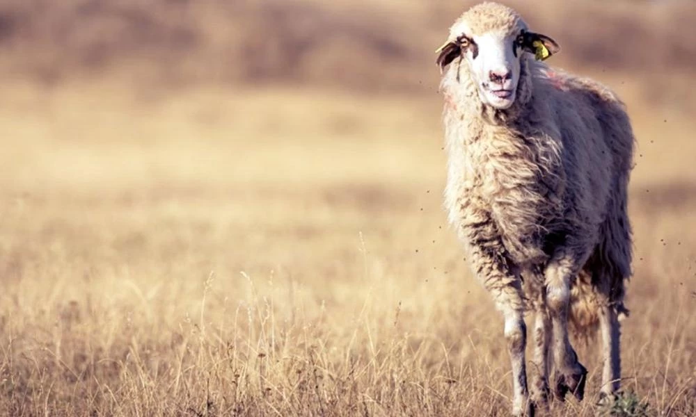 Σε απόγνωση κτηνοτρόφοι της Κρήτης: Νεκρά πρόβατα λόγω ασιτίας!